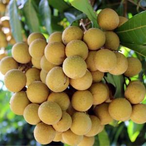Fresh Cui Van Longan with Best Price & High Quality - Fresh Longan Natural Yellow (HuuNghi Fruit)