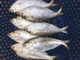 China Frozen Dotted Gizzard Shad Suppliers, Factory - Wholesale Seafood -  CAHARBOR