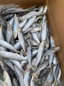 frozen Sardine fish