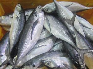 Frozen Horse Mackerel Export From Vietnam with Good Price