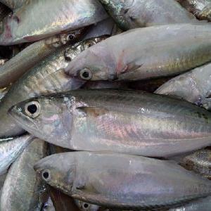 Frozen Indian Mackerel Export From Vietnam with Good Price