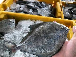 Frozen Black Pomfret