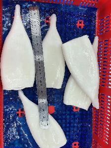 processor for frozen calamari Illex loligo squid tube