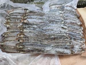 Frozen MilkFish For Tuna Bait (Chanos chanos)