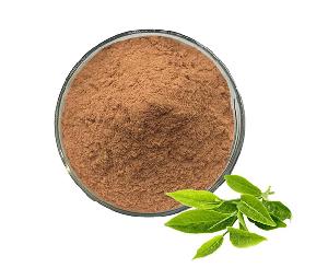 Tea  Polyphenols  Extract