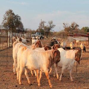 Boer goats for sale at wholesale price