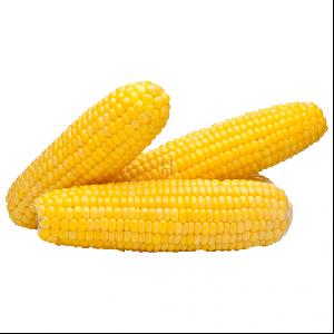  Bulk  Yellow Corn for Human Consumption