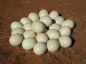 Premium Fertile Ostrich Eggs For Sale