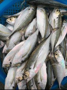 Frozen Horse Mackerel