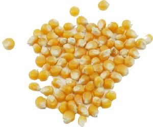 Cheap price  Dry   Yellow   Corn  For Animal Feed For Sale