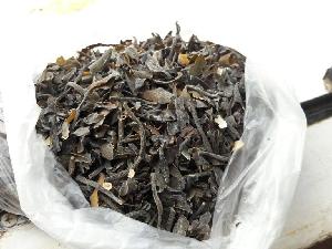 seaweed Macrocystis from peruvian