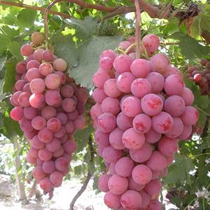 Fresh grape season! Red balloon, flame, Superior, crimson grapes