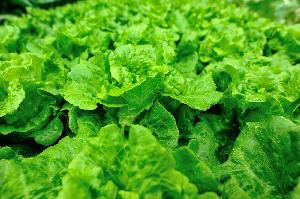 Export quality Lettuce - Green lettuce