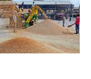 Quality Wheat Bran for Animal Feed / Wheat Bran Pellets
