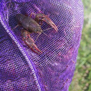 UV Treated Strong Violet Purple Leno Mesh Bag For Scallop Crawfish Seafood Packing
