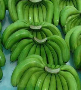 100% High Quality Green Fresh Cavendish Banana