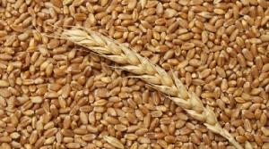 Wheat