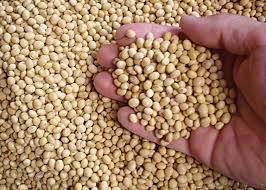 Copy of SOYBEANS SEED
