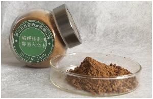 Paecilomyces hepial powder(Fermentation Cordyceps Powder)