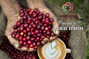 Roasted Coffee Bean 100% Robusta From Viet Nam