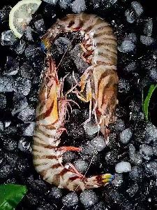 Frozen Chinese Shrimp Penaeus Japonicus
