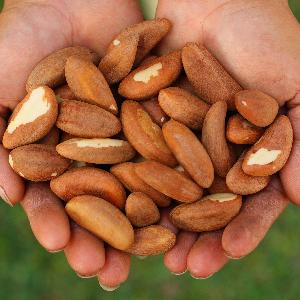 Pure Original Quality 100% Natural Whole sale  Brazil  Nuts  For  Sale -Broken Brazil  Nuts 