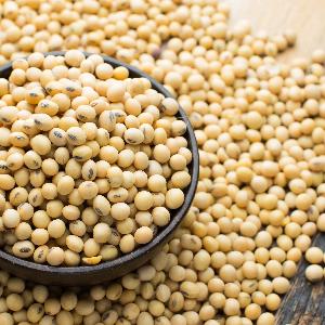 High Quality Bulk Soybean Seed Soybeans Grain Non-Gmo