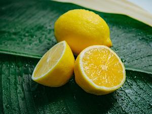 lemons hot sale fresh fruit lemon vendor organic lemon  supplier 