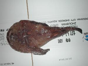 High Quality Frozen Monkfish Whole Round Gutted