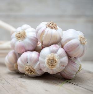 Fresh garlic 6.0cm price of garlic