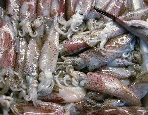 Frozen giant/Squid Squid Illex Squid
