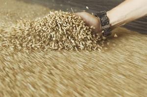 Barley feed