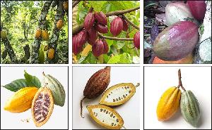 10-12 Factory Price10-12% Cocoa Powder Natural and Alkalized Dark