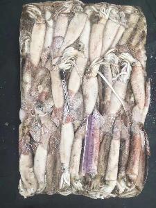 Frozen Squid Todarodes Pacificus