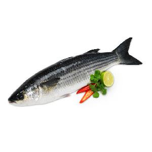 grey mullet