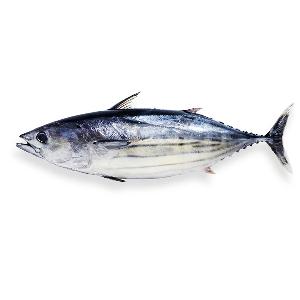 Bonito  Tuna 