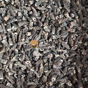 Dehydrated  Dried   Morels  Mushroom Morchella Esculenta Conica
