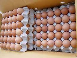 Wholesale Fresh Table Eggs (Chicken eggs)