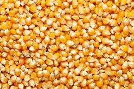 Dried Yellow Corn / Dried Yellow Maize / Yellow corn for Animal feed