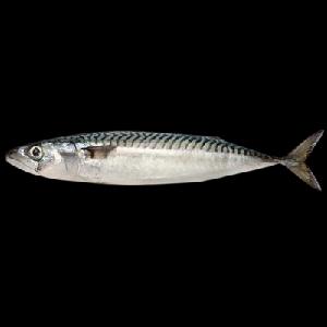 Seafood Frozen Round Scad