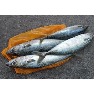 Frozen Gutted Gray Fish
