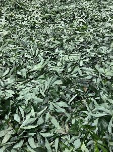 Frozen Cassava Leaves