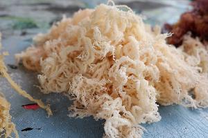 Indonesia Dried Eucheuma Cottonii Seaweed