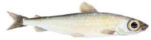 Greater Silver Smelt