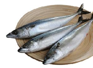 Frozen Pacific Mackerel Whole Round