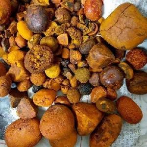 Ox Cow Gallstones Wholesale