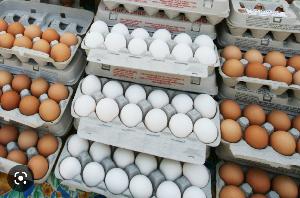 Fresh Eggs and Fertilized Eggs