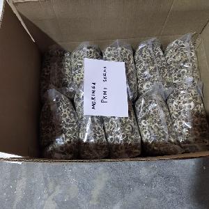 Moringa PKM1 Leaves