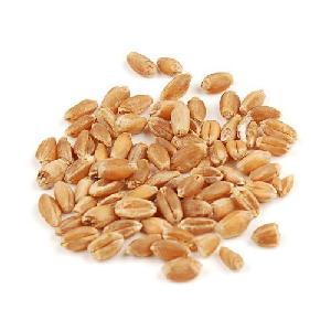 Animal Feed Wheat Grains