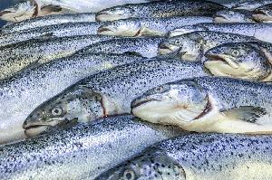 Wholesale High quality Frozen Norwegian Salmon Fish For Market Sales